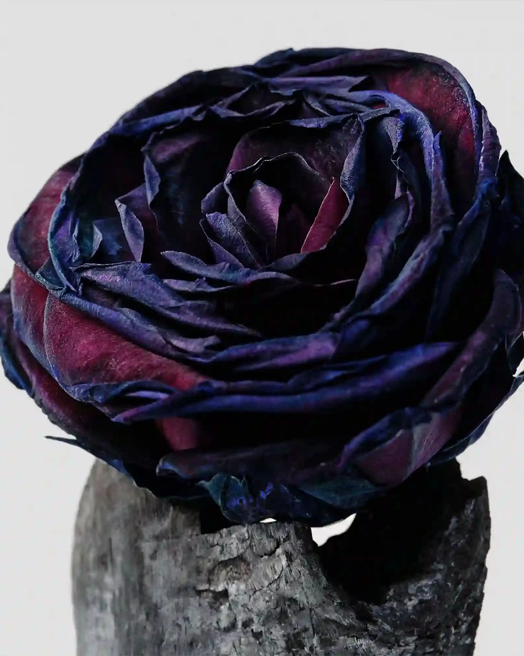A moody, artistic close-up shot of a dark purple and deep magenta blooming rose sitting atop a piece of textured, dark gray volcanic stone or charcoal against a white background.
