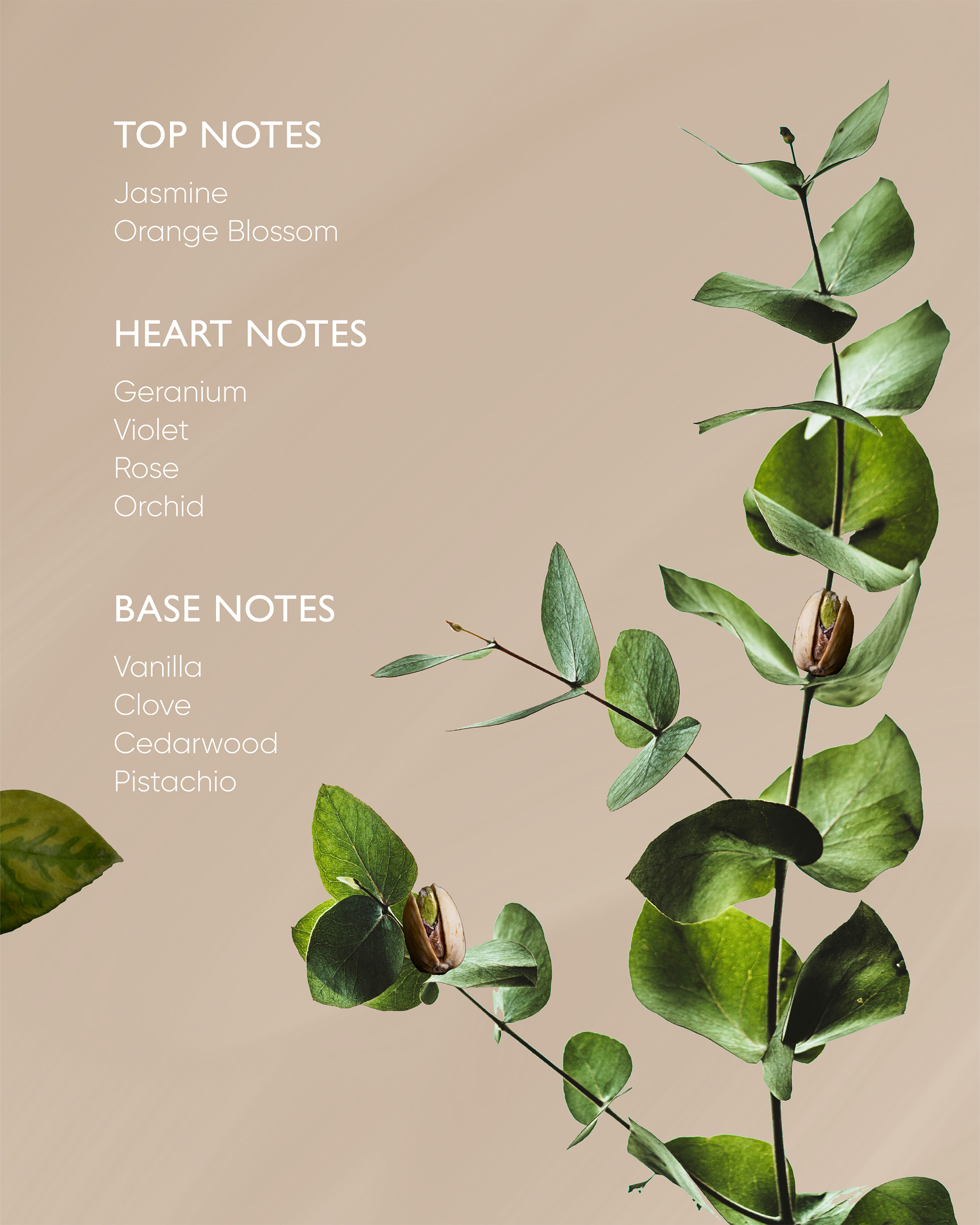 Fragrance profile infographic listing top, heart, and base notes including Jasmine, Rose, Cedarwood, and Pistachio next to a green botanical sprig.