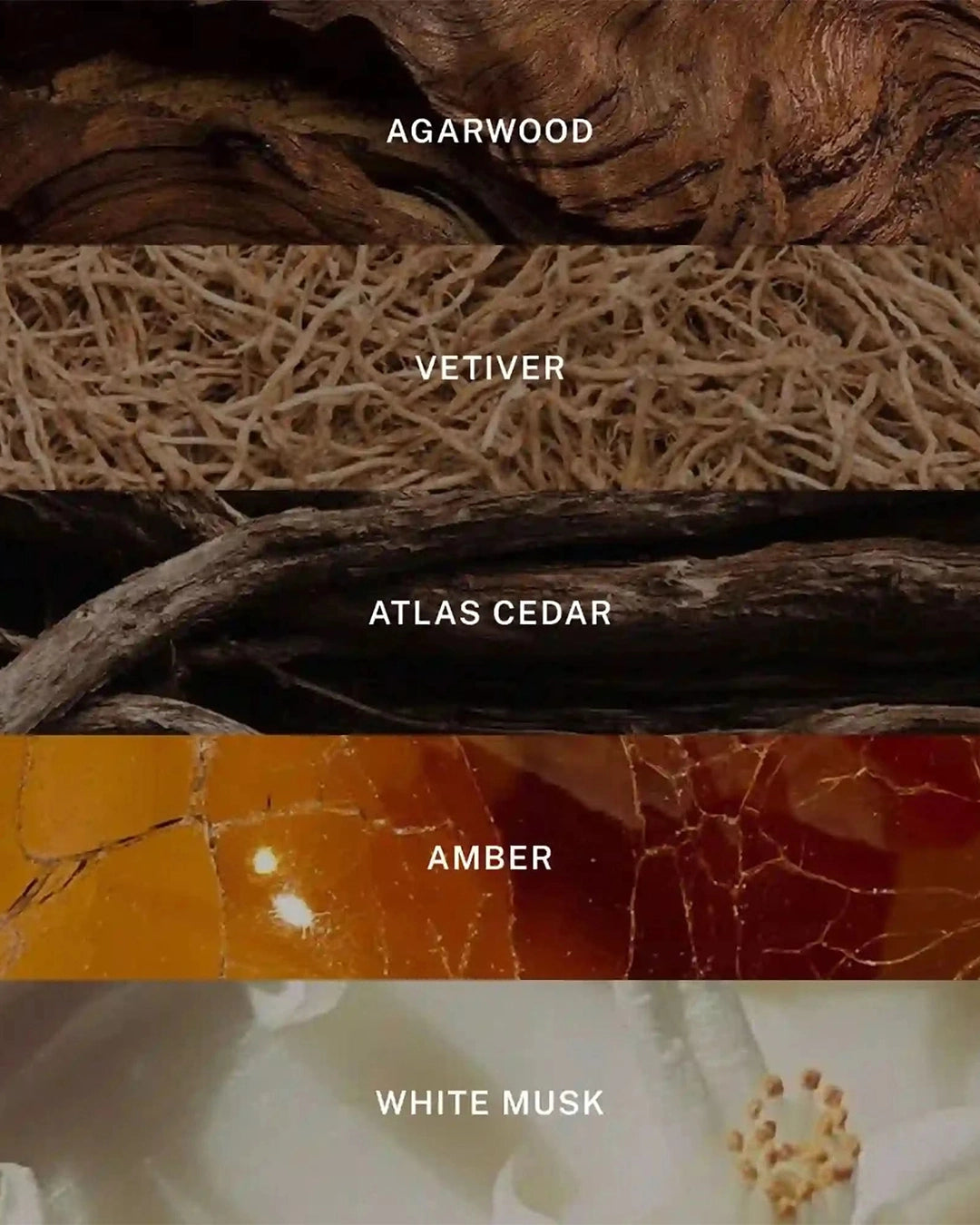 Collection of agarwood, vetiver, atlas cedar, amber, and white musk with labels below each.