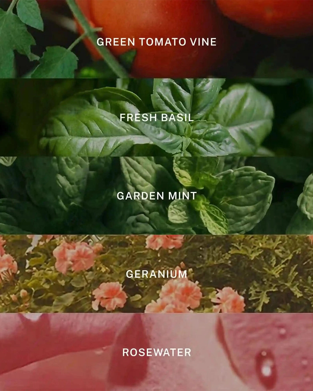 Collage of greenery with labels for 'Green Tomato Vine', 'Fresh Basil', 'Garden Mint', 'Geranium', and 'Rosewater'.