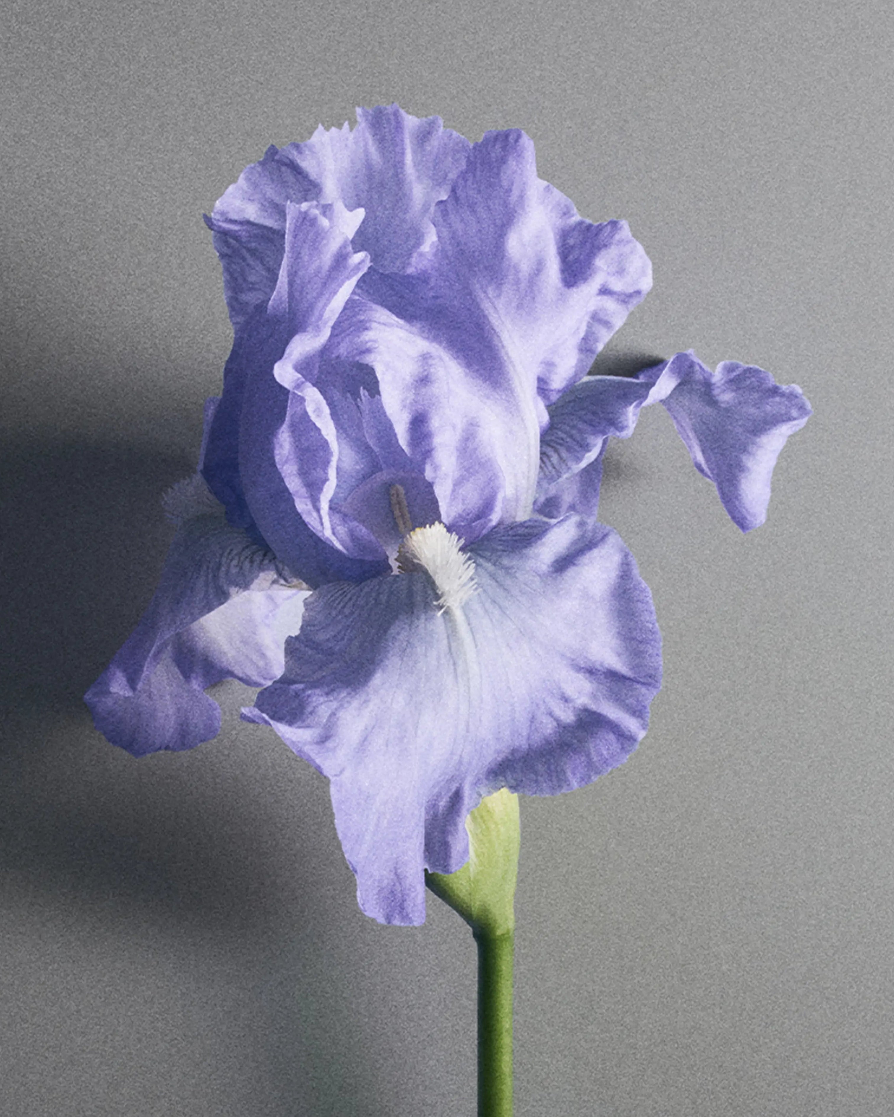 Iris Debonair Eau de Parfum