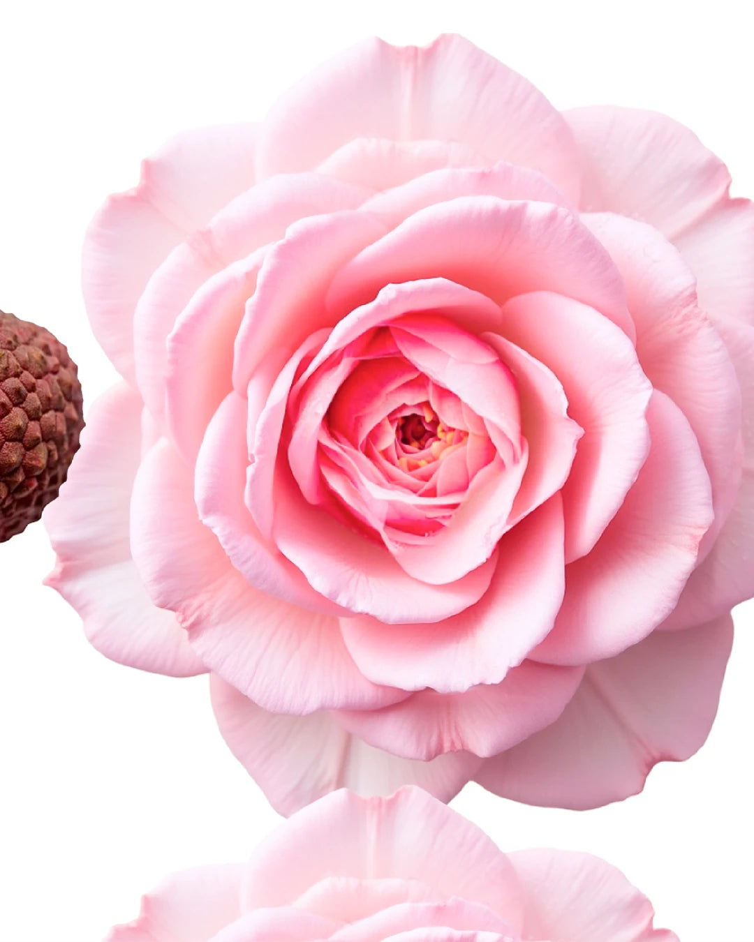 A close-up of a light pink rose bloom on a white background, with part of a brown textured seed pod visible at the left edge and a second blurred rose fragment at the bottom.