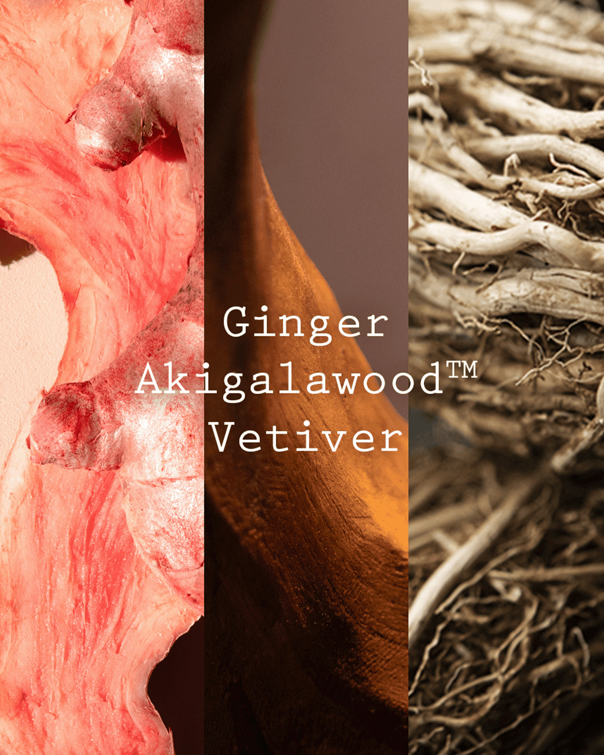 A vertical three-panel product graphic labeled 'Ginger Akigalawood Vetiver' with a pinkish ginger root on the left, a dark brown wood slice in the center, and a close-up of vetiver roots on the right.