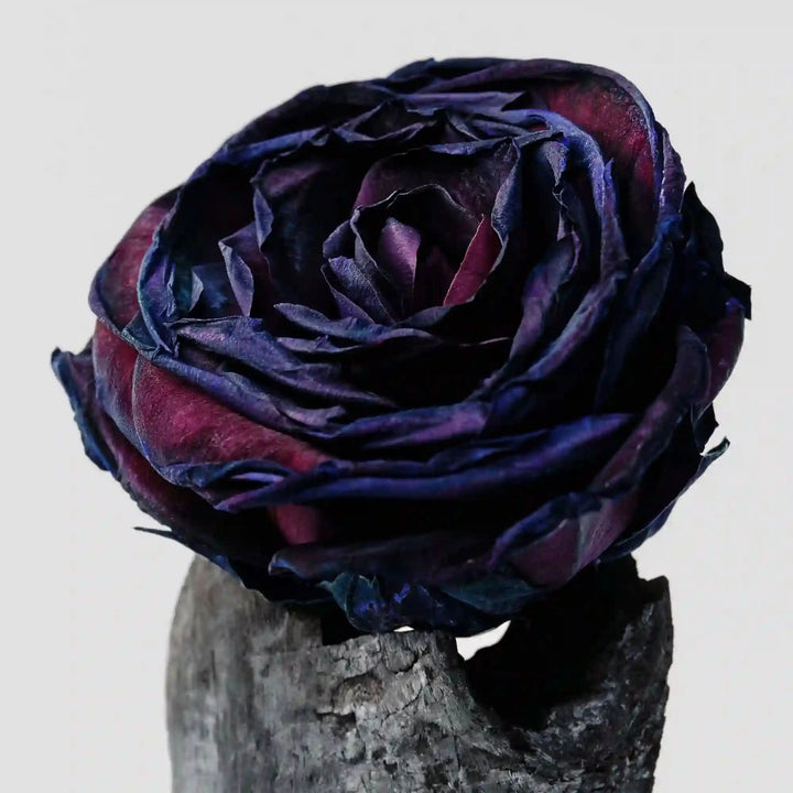 Black Rose & Oud Body Mist 100 mL