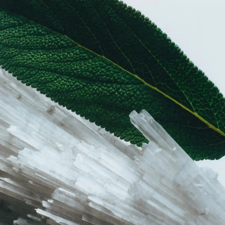 Wood Sage & Sea Salt Handbag Layering Set