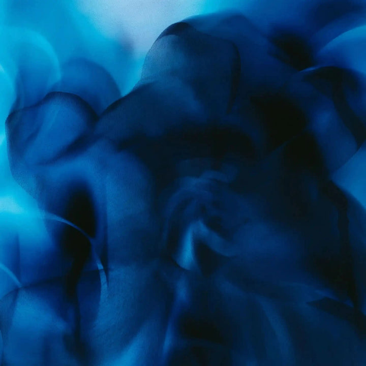 Casablanca Lily Night Veils