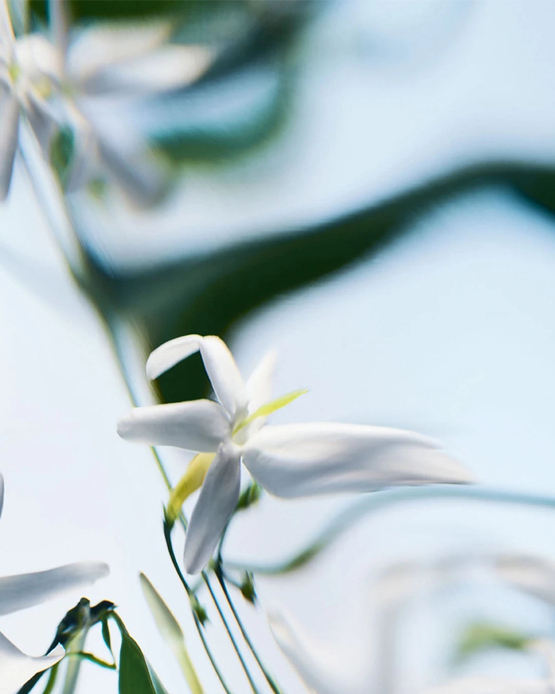 Blanche Absolu De Parfum
