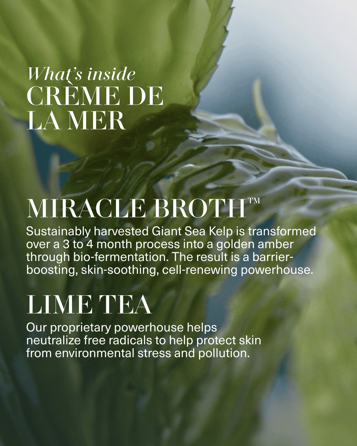 Close-up of sea kelp with text highlighting Crème de la Mer’s Miracle Broth™ and Lime Tea, designed to support skin soothing, renewal, and protection from environmental stressors.