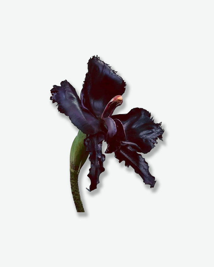 Black Orchid Reserve