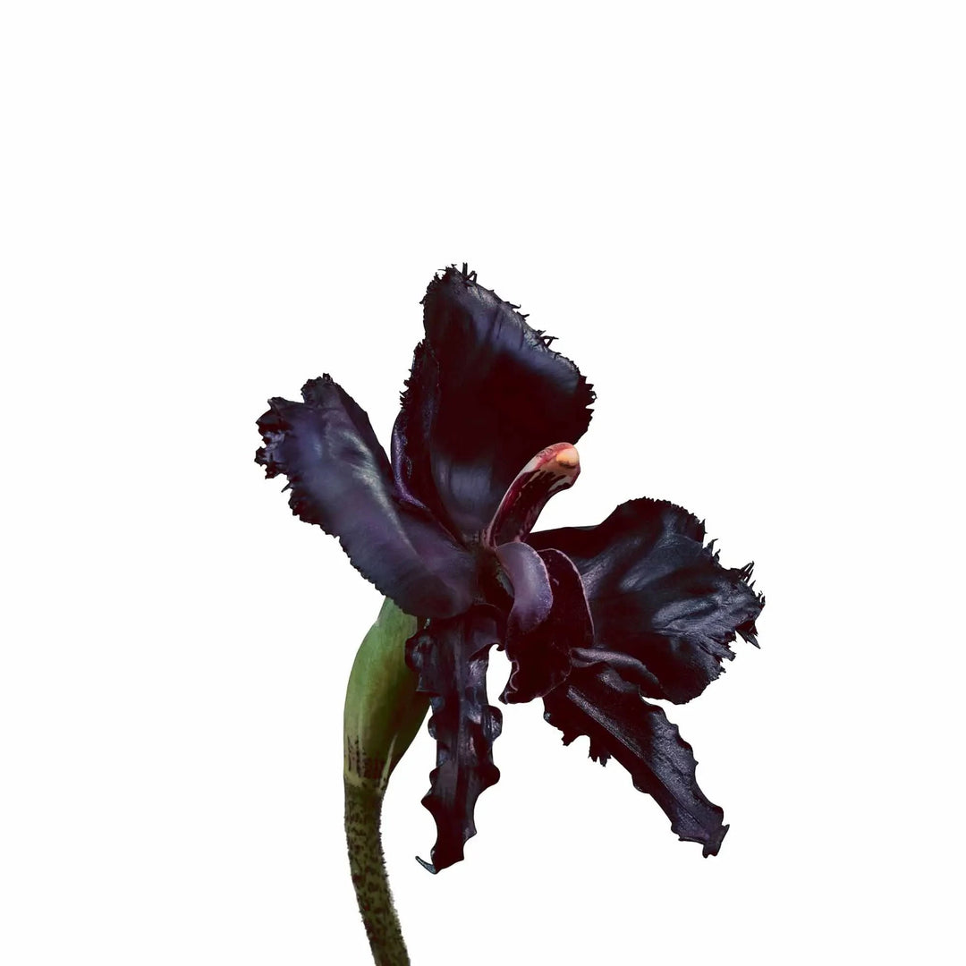 Black Orchid Reserve