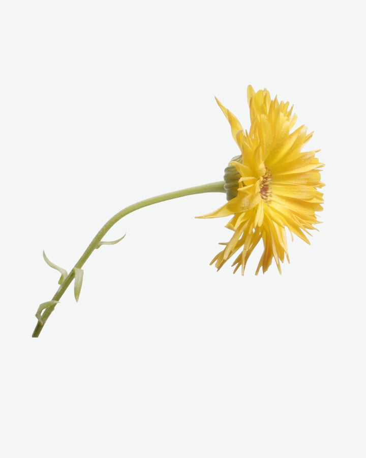 Marigold Body Oil 100ml