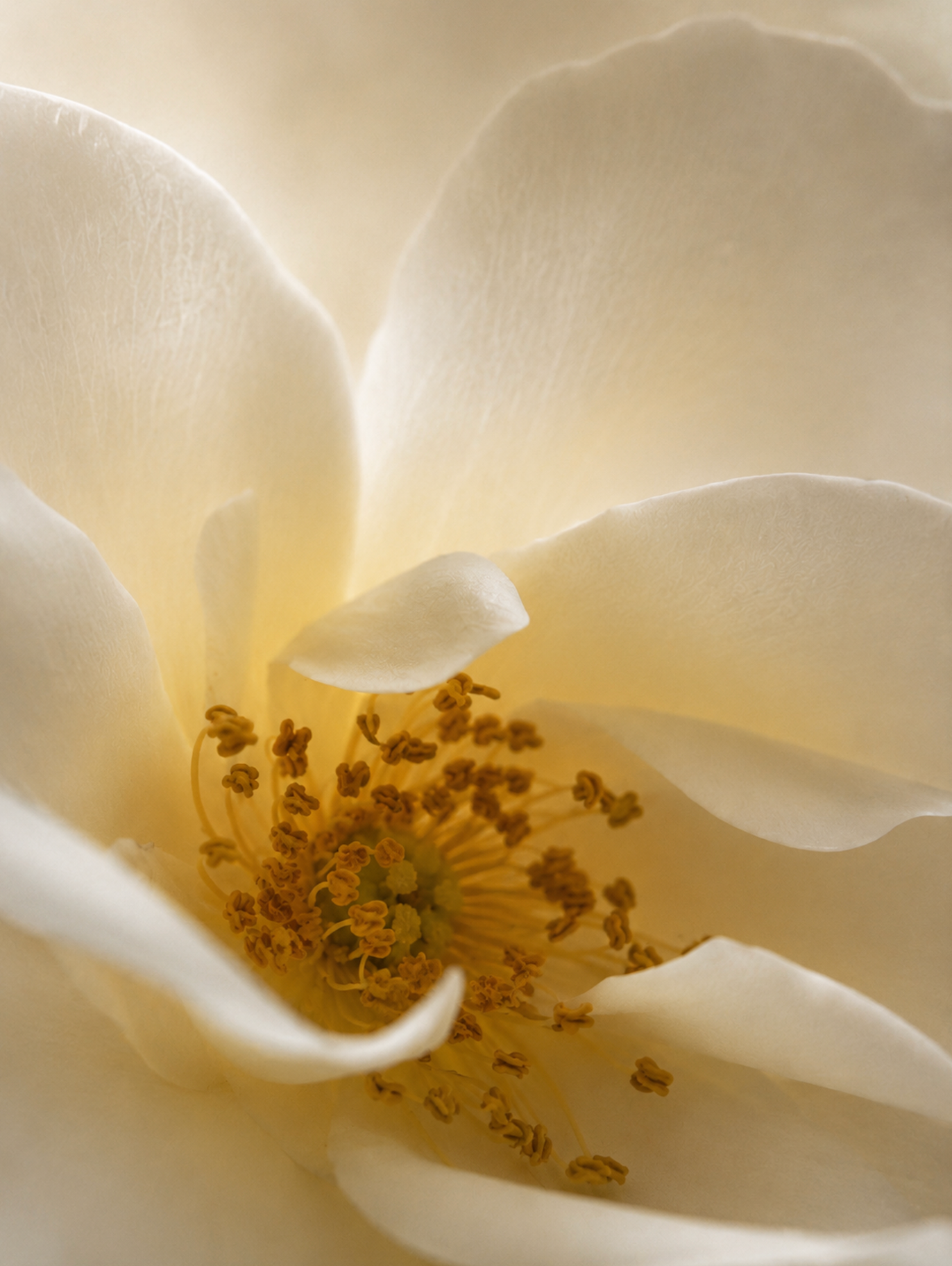 Picture of a white flower